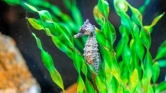 Seahorse David DelPoio:The Providence Journal : USA TODAY NETWORK